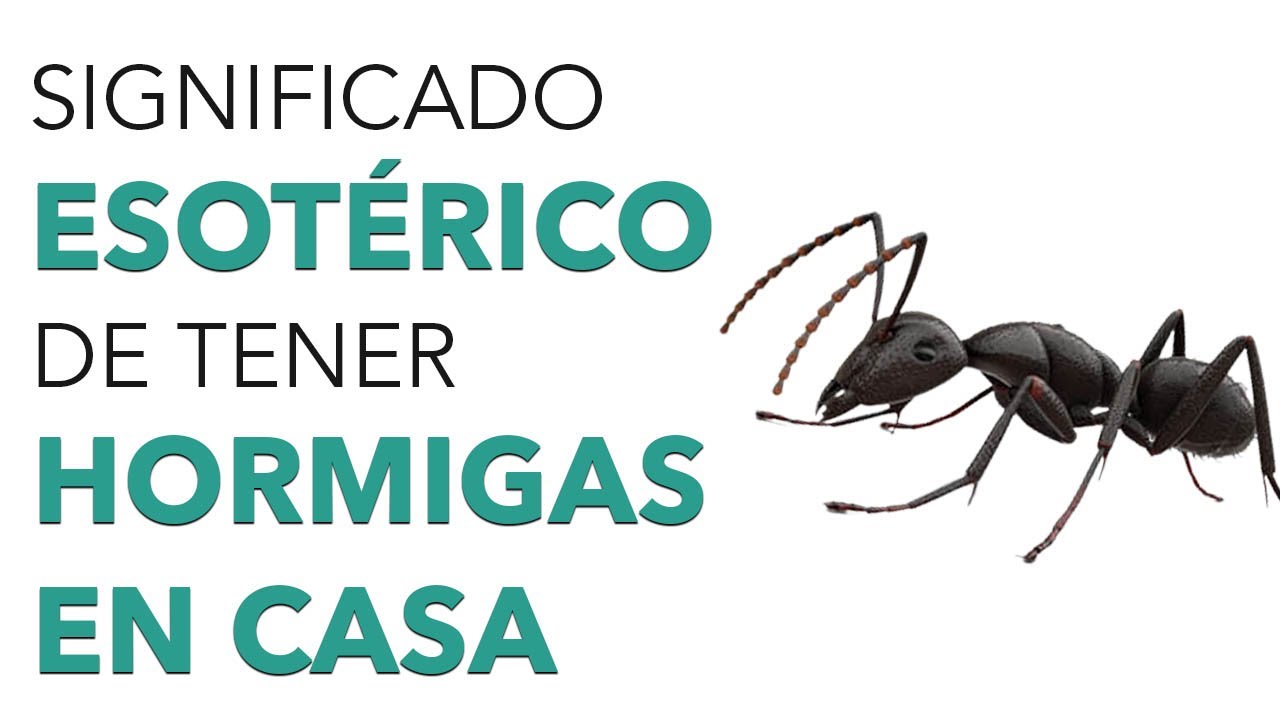 ᐉ ¿qué Significado Tiene Las Hormigas En La Casa ️ Hormigasgratis 9452